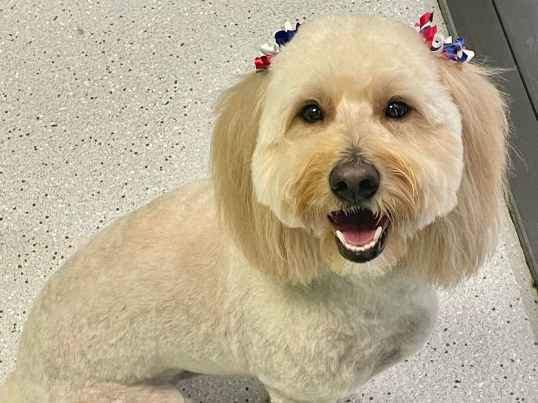 fluffy dog with bows