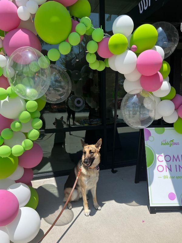 german shepherd by balloons