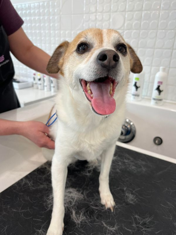 happy dog after deshedding