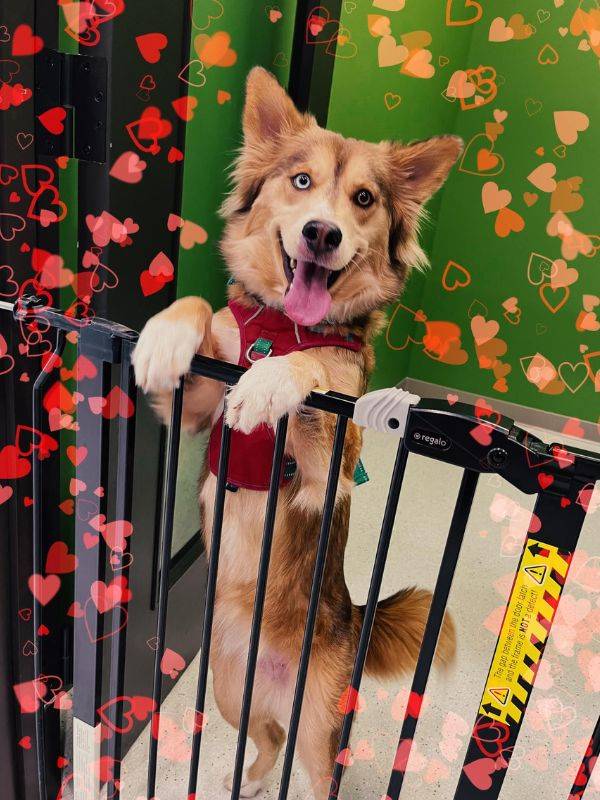 happy dog standing on gate