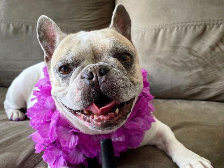 happy french bulldog purple lei