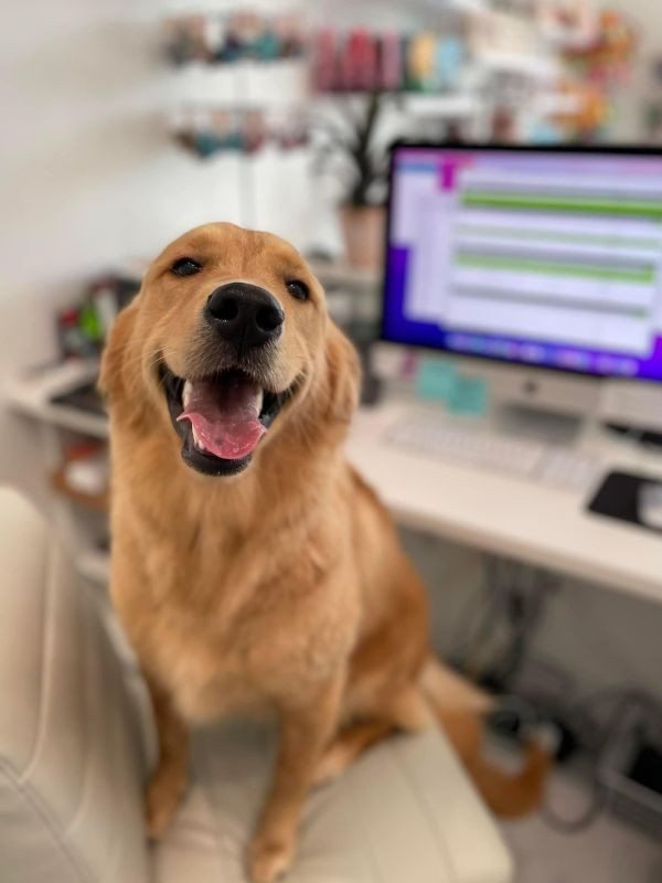 happy golden retriever computer background