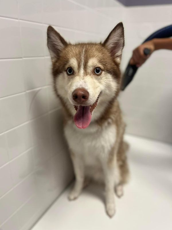 wet dog in bathtub