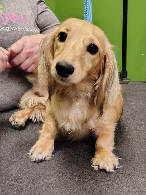 longhaired dachshund puppy sitting attentively