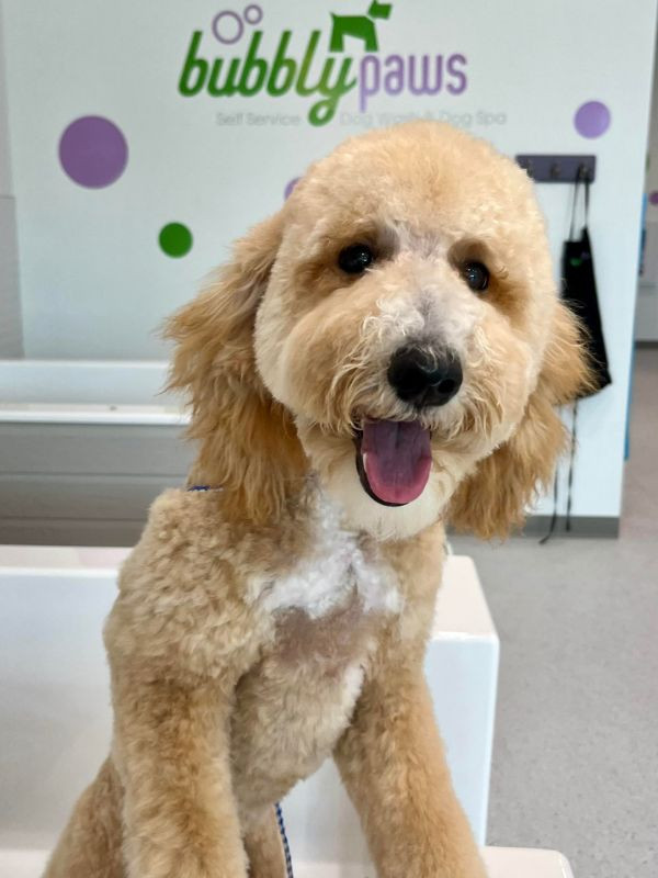 smiling golden doodle dog