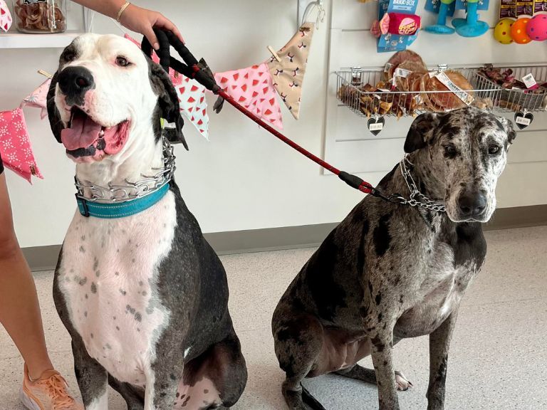 two great danes sitting