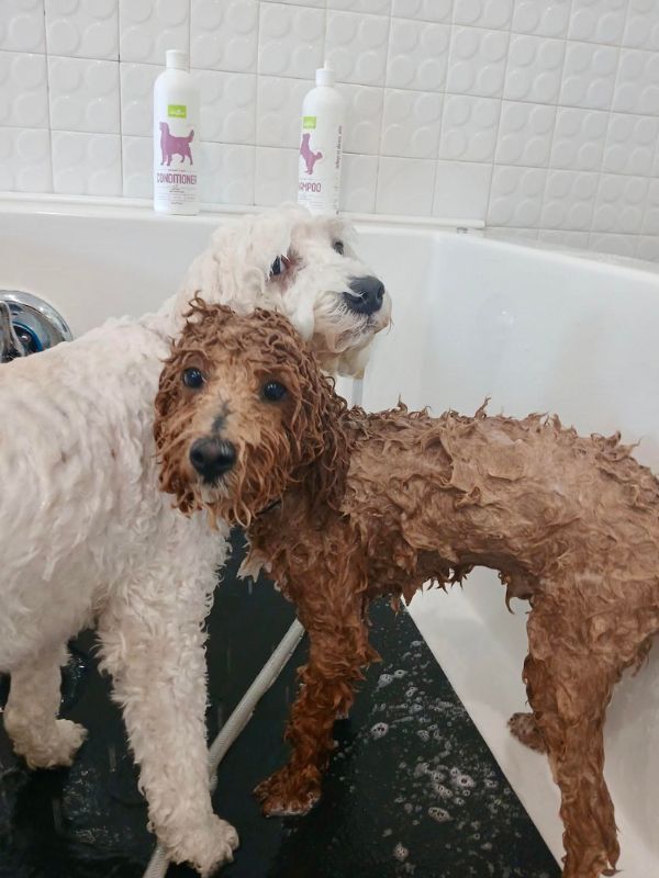 two wet dogs bathing
