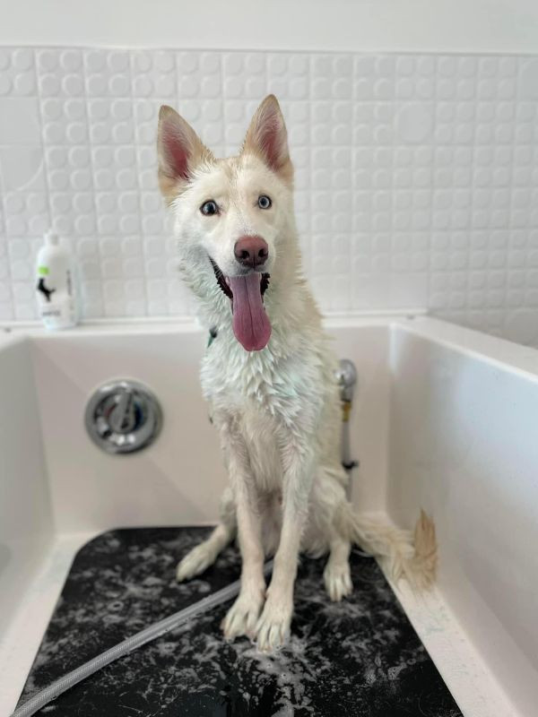 wet dog in bathtub