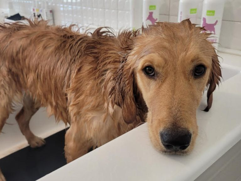 wet golden retriever in bath