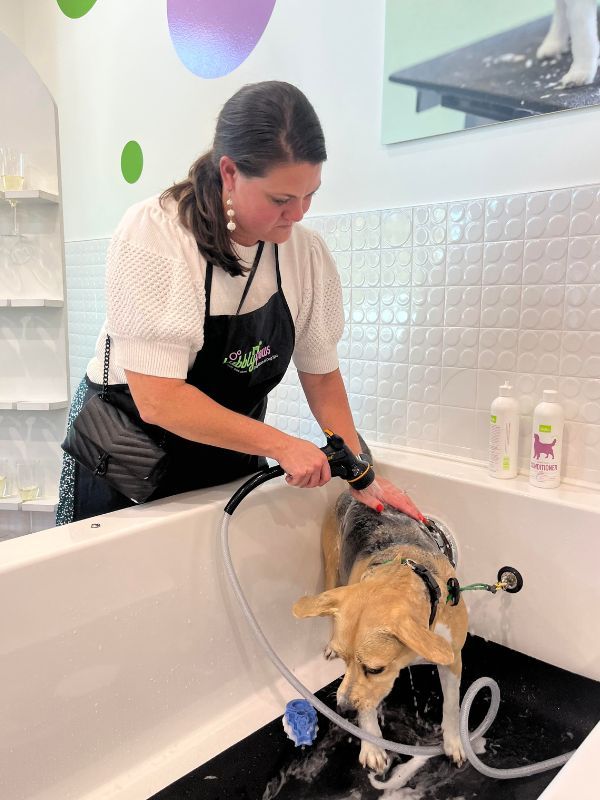 woman bathing a dog